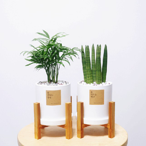꽃피우는청년 원예 초보자를 위한 실내공기정화식물 2종 세트 (스투키, 테이블야자)