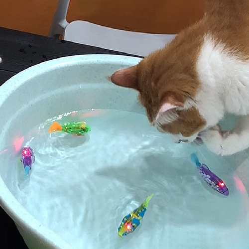 묘심 LED 로봇 물고기 고양이 장난감 4p 세트