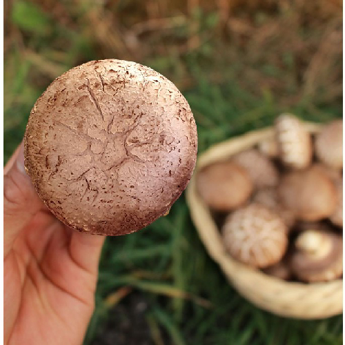 GAP인증 무농약인증 표고버섯, 1kg, 1개