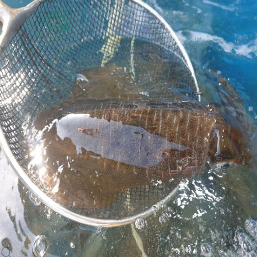해탕 산지직송~동해안 자연산 무늬오징어~1년에 딱 2번만 드실수 있어요~, 1개, 1kg 5 - 8 마리