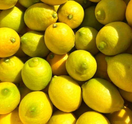산지직송 프리미엄 청정 제주 레몬, 1개, 4.5kg 상품 (사이즈 혼합)