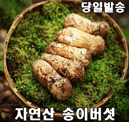 2023년 최고급 자연산 송이 버섯 자연 추석 설날 명절 선물세트 500g