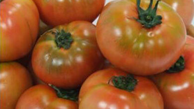 행복한 농부 정품 찰토마토 /5kg 토마토 드시고 건강하세요, 5kg(소과), 1개