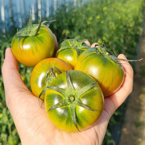 [당일수확] 대저토마토 2.5kg 못난이