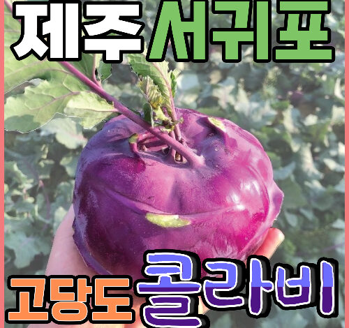 [득템몰] 제주 콜라비 5kg 10kg 국내산 보라색무 제주도콜라비 고당도 겨울제철음식, 10kg, 1개