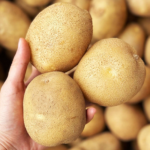 2023년 수확 국내산 감자 햇감자 수미감자 타박감자 강원도감자 3kg 5kg 10kg