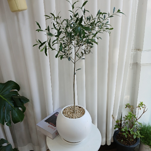 올리브나무 외목대 둥근화분대형 80cm 실내공기정화식물 거실화분 개업화분 리본메세지 서비스