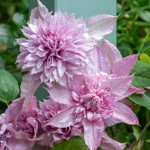 클레마티스 멀티핑크 120L포트 큰꽃으아리 봄꽃 넝쿨식물 핑크색겹꽃 꽃보러가자
