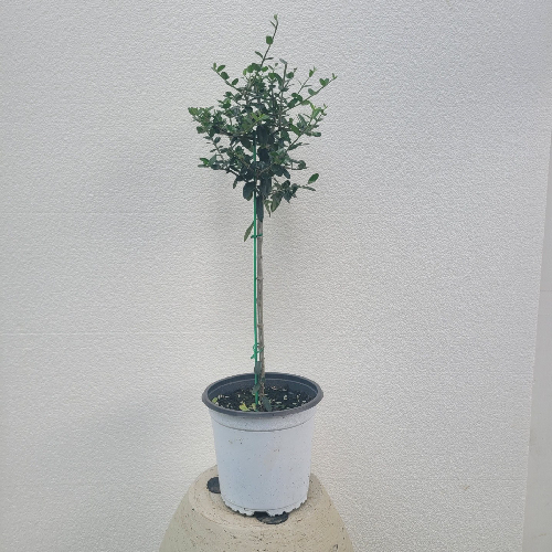 토피어리 미남형 올리브나무 중품 40-60cm 105